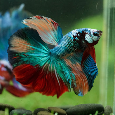 Galaxy/Candy Koi Halfmoon - 14 weeks old