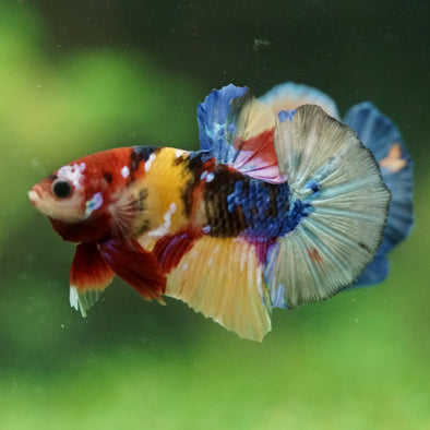 Multicolor/Galaxy Koi Plakat -16 weeks Old