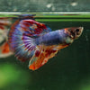 Galaxy/Candy Koi Halfmoon - 11 weeks old