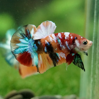Multicolor/Galaxy Koi Plakat -16 weeks Old