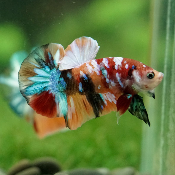 Multicolor/Galaxy Koi Plakat -16 weeks Old