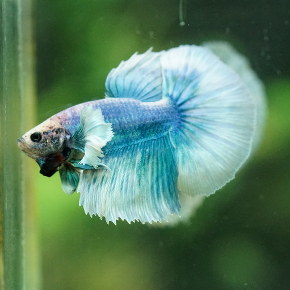 Dumbo Halfmoon - 10 weeks old