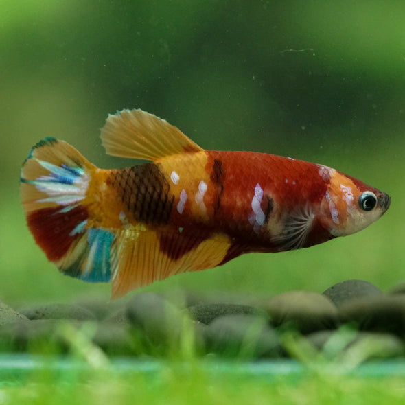 Multicolor/ Galaxy Koi Plakat- Female- 13 Weeks Old