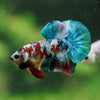Multicolor/Galaxy Koi Plakat -16 weeks Old