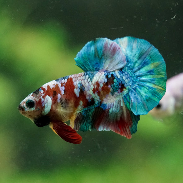 Multicolor/Galaxy Koi Plakat -16 weeks Old