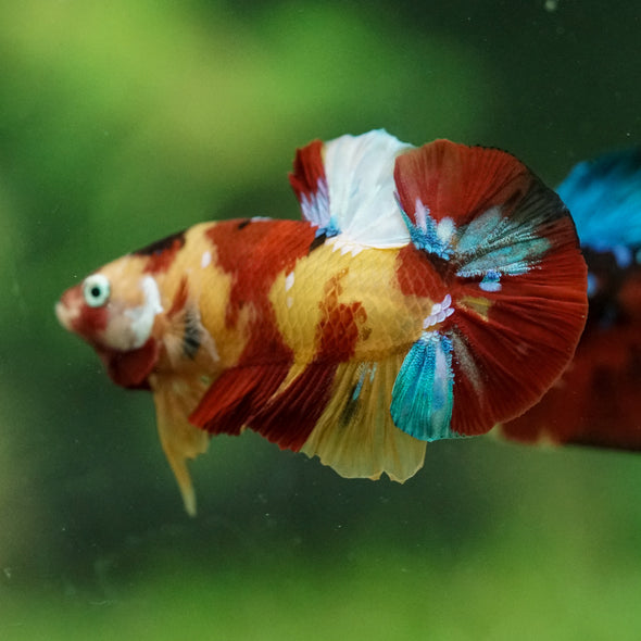 Multicolor/Galaxy Koi Plakat -15 weeks Old