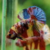 Multicolor/Galaxy Koi Plakat -16 weeks Old