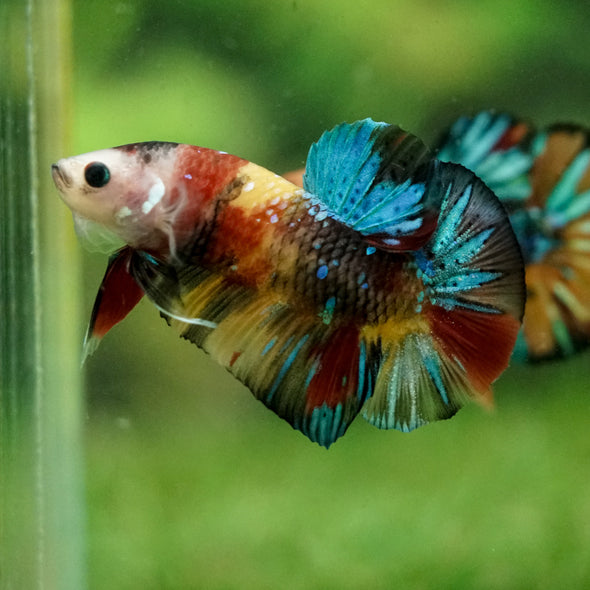 Multicolor/Galaxy Koi Plakat -16 weeks Old