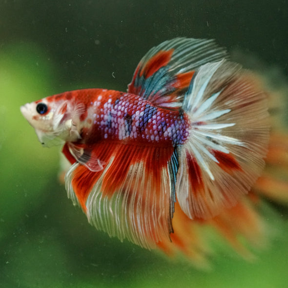 Galaxy/Candy Koi Halfmoon - 14 weeks old