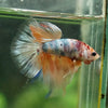 Galaxy/Candy Koi Halfmoon - 14 weeks old