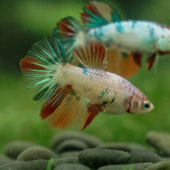 Multicolor/ Galaxy Koi Halfmoon - Female- 13 Weeks Old