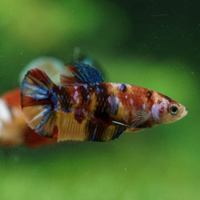 Multicolor/ Galaxy Koi Plakat- Female- 13 Weeks Old