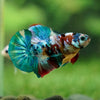 Multicolor/Galaxy Koi Plakat -16 weeks Old