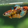 Multicolor/ Galaxy Koi Plakat- Female- 13 Weeks Old
