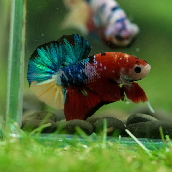 Multicolor/Galaxy Koi Plakat -10 weeks Old