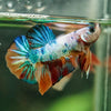 Multicolor/Galaxy Koi Plakat -16 weeks Old