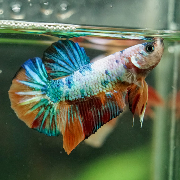 Multicolor/Galaxy Koi Plakat -16 weeks Old