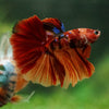 Galaxy/Candy Koi Halfmoon - 14 weeks old
