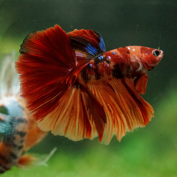 Galaxy/Candy Koi Halfmoon - 14 weeks old