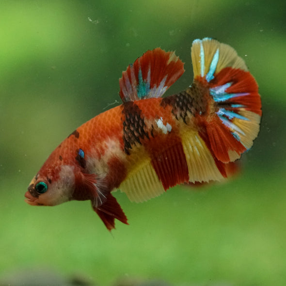 Multicolor/ Galaxy Koi Plakat- Female- 13 Weeks Old