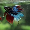 Black Base Galaxy Koi Halfmoon (Avatar) - 14 weeks old