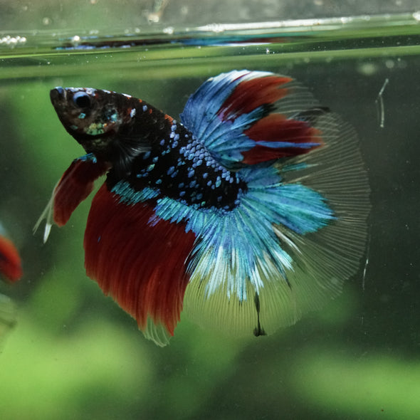 Black Base Galaxy Koi Halfmoon (Avatar) - 14 weeks old