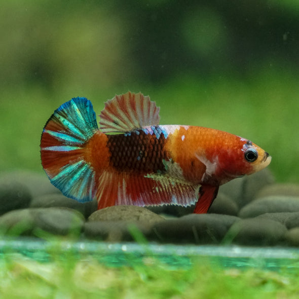 Multicolor/ Galaxy Koi Plakat - Female- 13 Weeks Old