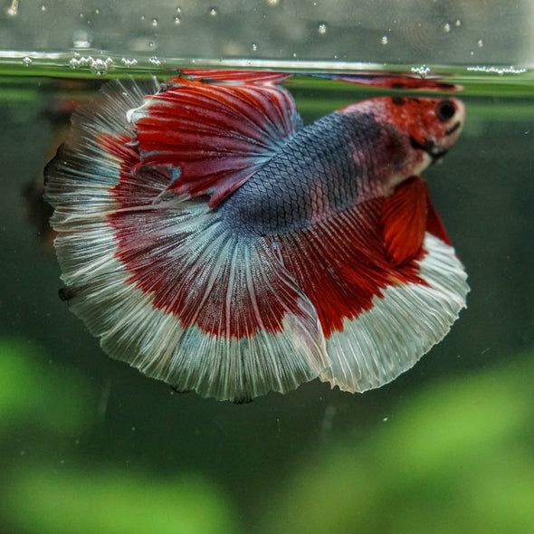 Galaxy/Candy Koi Halfmoon - 14 weeks old