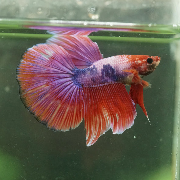 Galaxy/Candy Koi Halfmoon - 14 weeks old