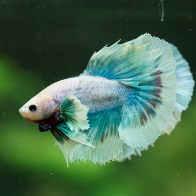 Dumbo Halfmoon - 10 weeks old