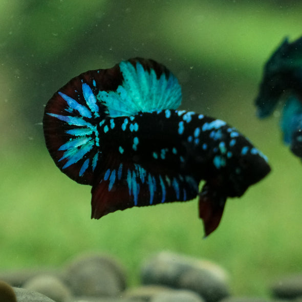 Black Koi Galaxy Plakat (Avatar) -13 weeks Old