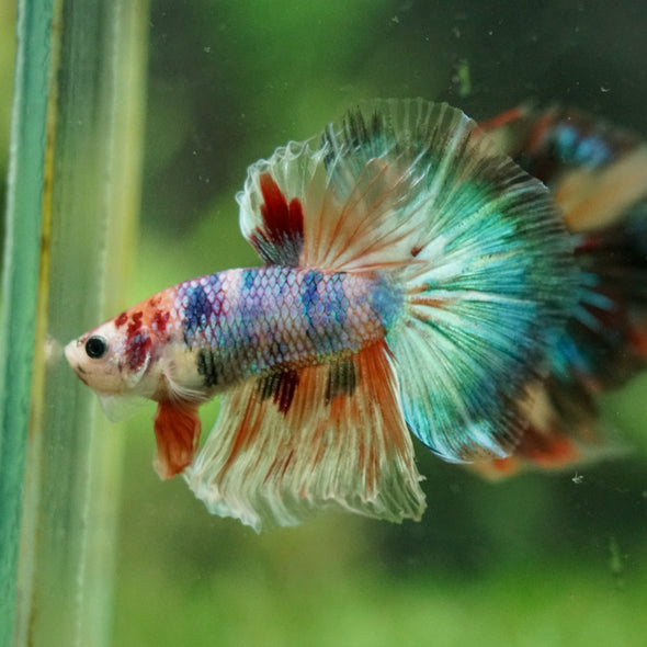 Galaxy/Candy Koi Halfmoon - 14 weeks old