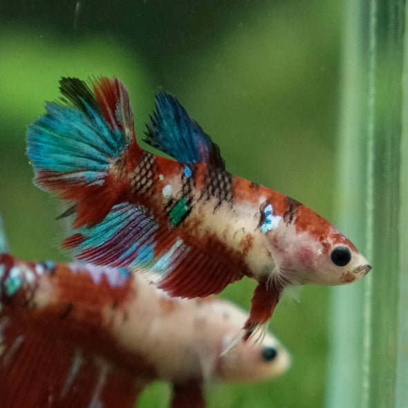 Multicolor/ Galaxy Koi Halfmoon- Female- 13 Weeks Old