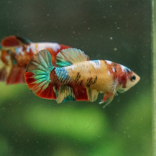 Multicolor/ Galaxy Koi Plakat- Female- 13 Weeks Old