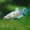 Blue/Green Dalmatian Plakat- Female