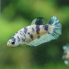 Blue/Green Dalmatian Plakat- Female