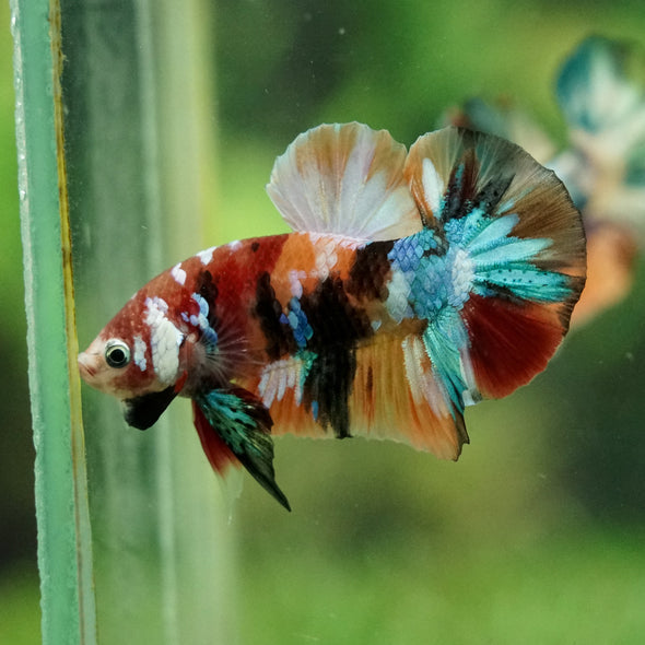 Multicolor/Galaxy Koi Plakat -16 weeks Old