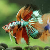 Galaxy/Candy Koi Halfmoon - 14 weeks old