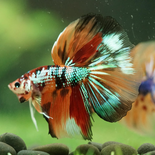 Galaxy/Candy Koi Halfmoon - 14 weeks old