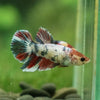 Multicolor/ Galaxy Koi Halfmoon - Female- 13 Weeks Old