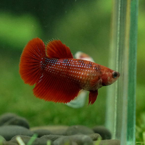 Multicolor/ Galaxy Koi Halfmoon - Female- 13 Weeks Old