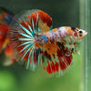 Galaxy/Candy Koi Halfmoon - 11 weeks old