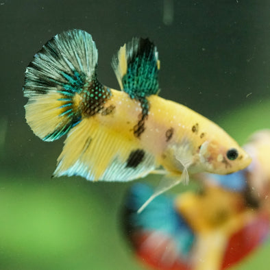 Multicolor/Galaxy Koi Plakat -16 weeks Old