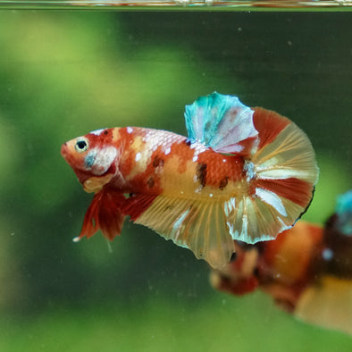 Multicolor/Galaxy Koi Plakat -11 weeks Old