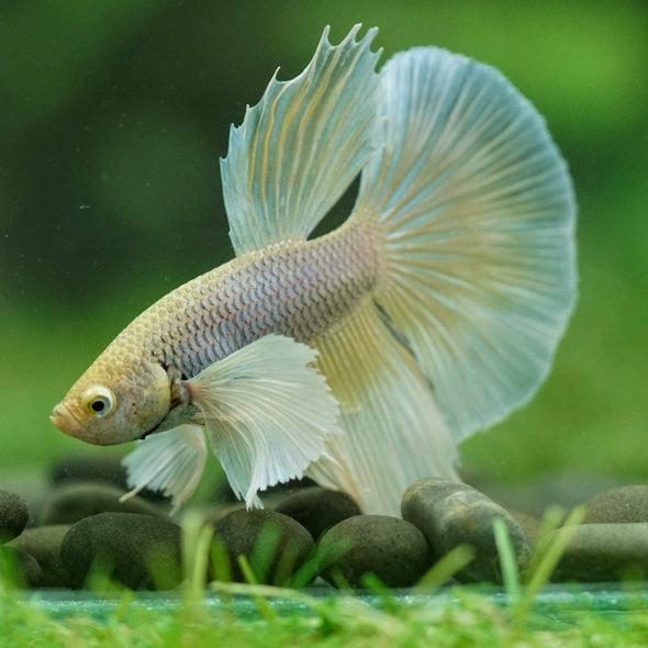 Dumbo Halfmoon - 12 weeks old