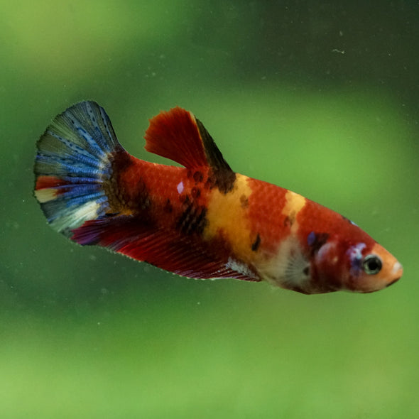 Multicolor/ Galaxy Koi Plakat- Female- 13 Weeks Old