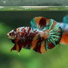 Multicolor/Galaxy Koi Plakat -13 weeks Old