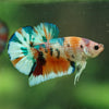 Multicolor/Galaxy Koi Plakat -16 weeks Old