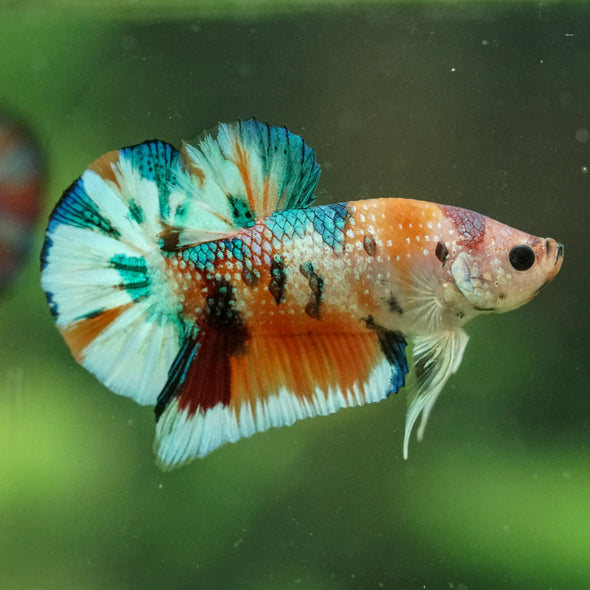 Multicolor/Galaxy Koi Plakat -16 weeks Old