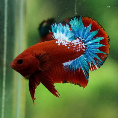 Red Fancy (Hell Boy) Plakat -13 weeks Old